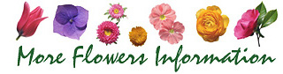 More Flower Shops Online